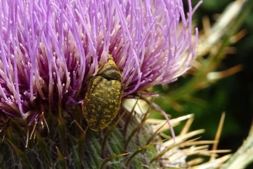 Réf. 216 285 : Larinus sp.